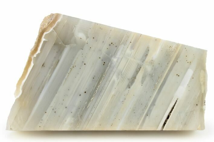 Waterline Agate Limb Cast Slice - Tom Miner Basin, Montana #248708